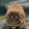 Gif animé gueule de lion
